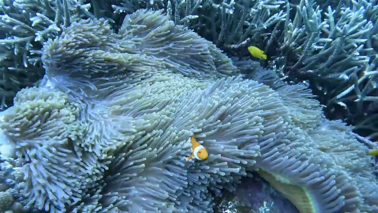 Raja Ampat, The Last Paradise Jan 2026