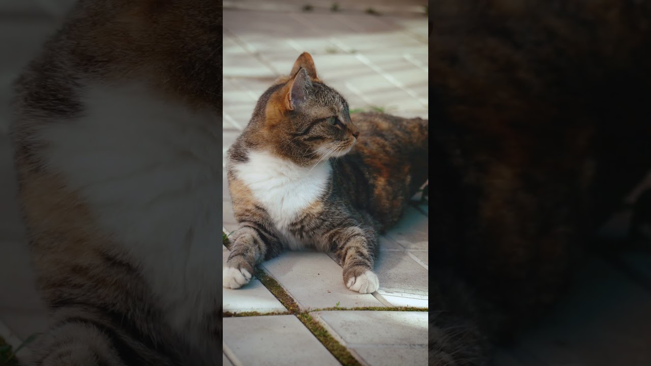 Adorably Tabby: Meet Our Charming Feline 🐾🐱