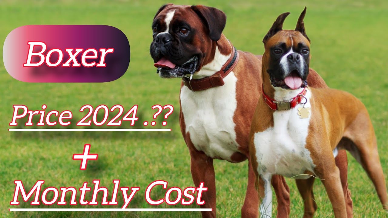 Boxer Dog Price In Indian || And Monthly Cost || Boxer Real Price 2024 || Full Information In Hindi