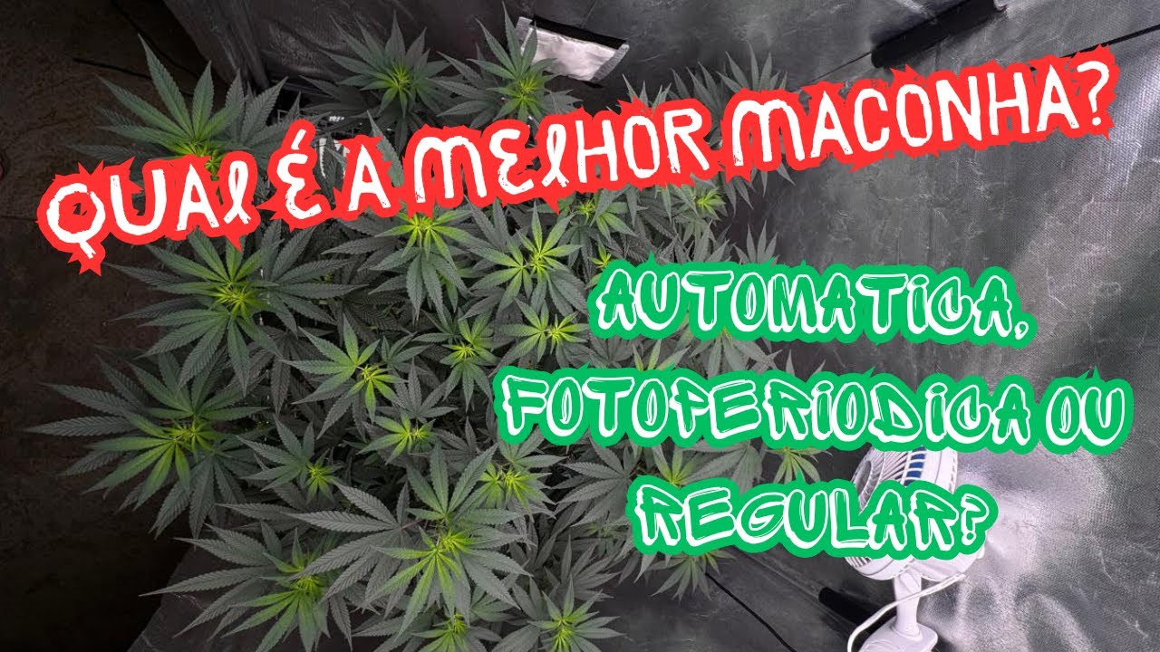 AUTOM&Aacute;TICA, FOTOPERI&Oacute;DICA OU REGULAR? ENTENDA AS DIFEREN&Ccedil;AS DA CANNABIS SATIVA | MACONHA