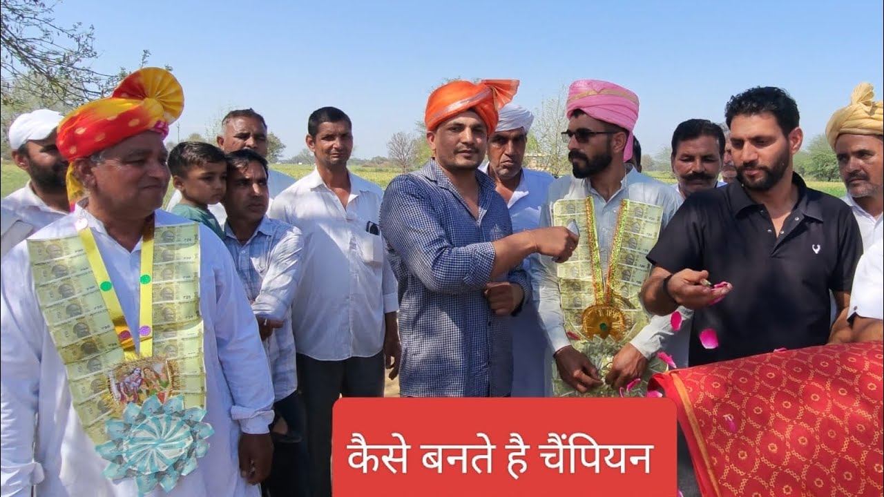 नस्ल बोलती है अगर सही सीमन और बुल का चयन सही हो तो देखे वीडियो कैसे बनते है चैंपियन 