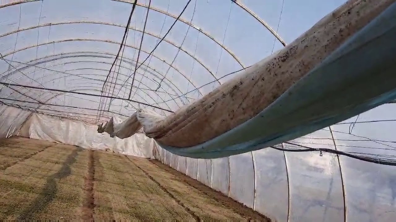 A retek vetés állapota a mínuszok után