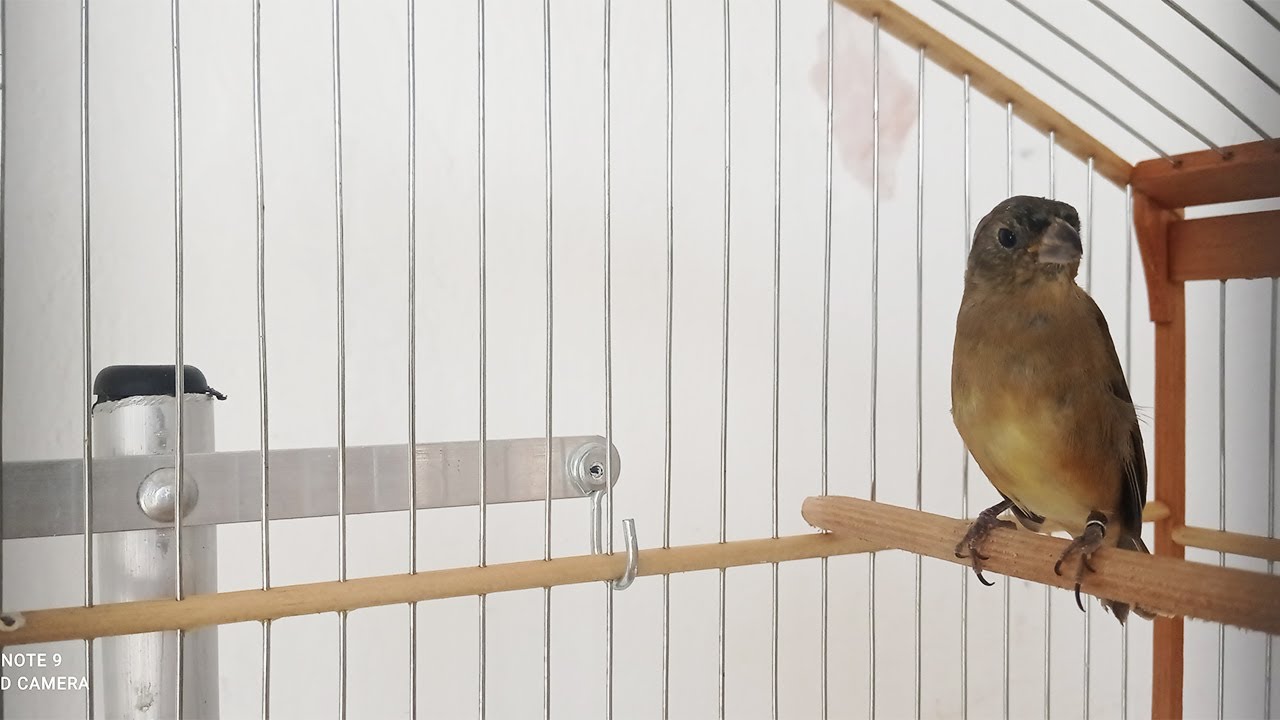 PORQUE MEU PAPA CAPIM PARDO SAIU DE MUDA E NAO QUER CANTAR
