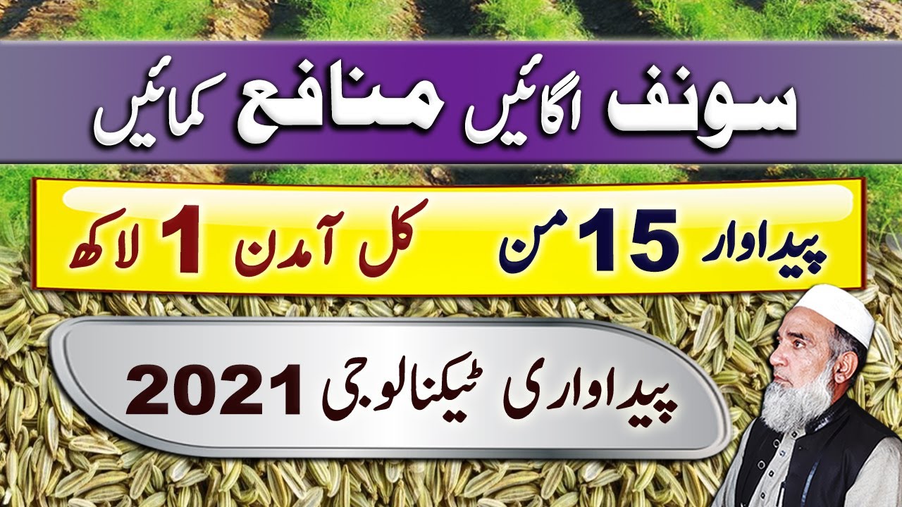 Fennel (Sonf) Production Technology | Crop Reformer