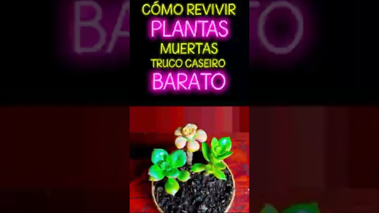 C&oacute;mo Revivir Plantas Muertas con un Truco Casa