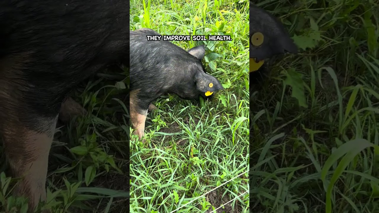 Pigs in Cover Crop Fields  #pasturedpigs  #covercrop #soilhealth