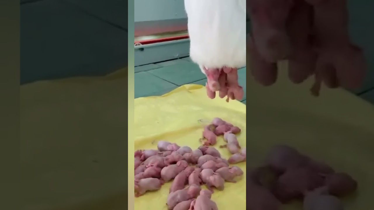 this rabbit gives birth for 40 pieces of  baby rabbit.