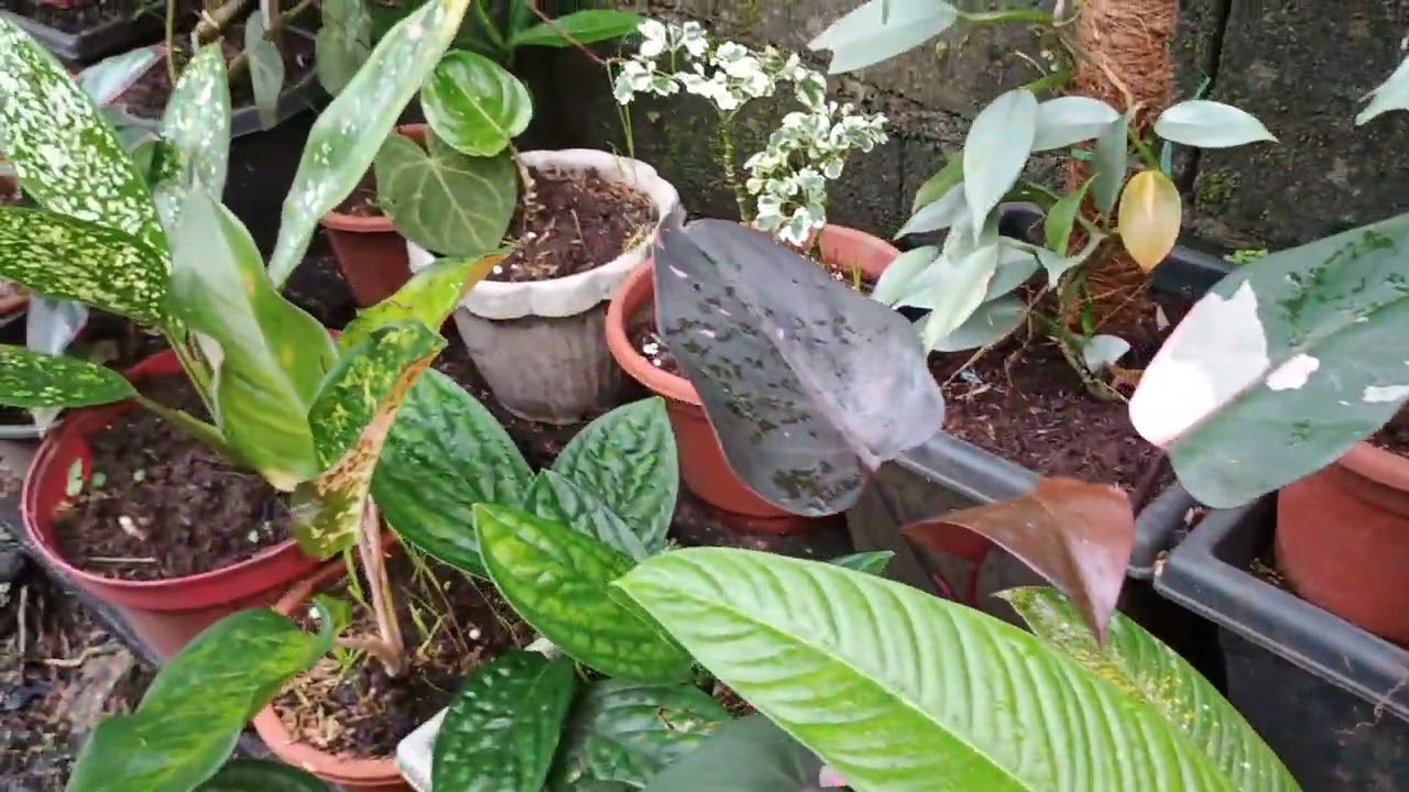 My propagation plants/ Bakit nga ba kailangan mag propa Ng mga halaman 