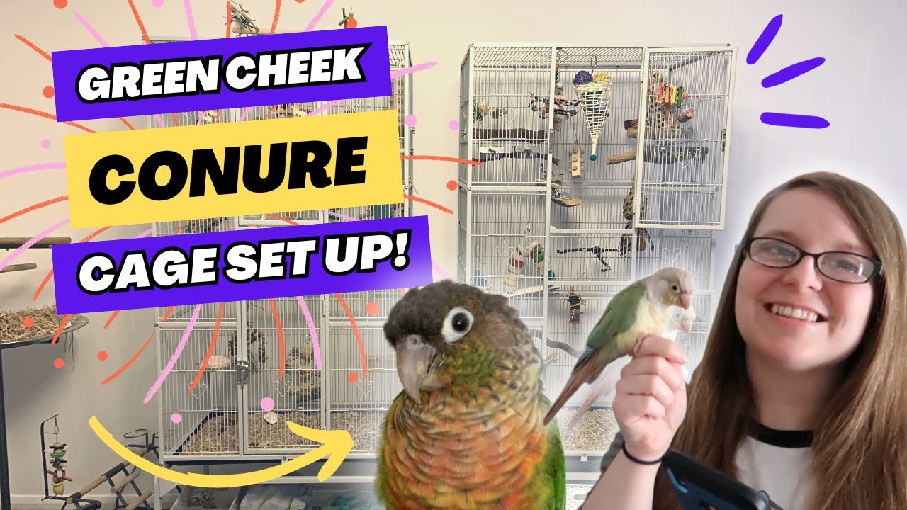 Green Cheek Conure Cage Set Up | BirdNerdSophie AD