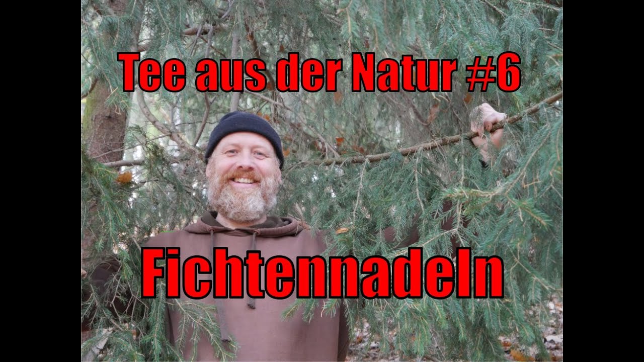 Tee aus der Natur #6 - Fichtennadeln - Picea abies