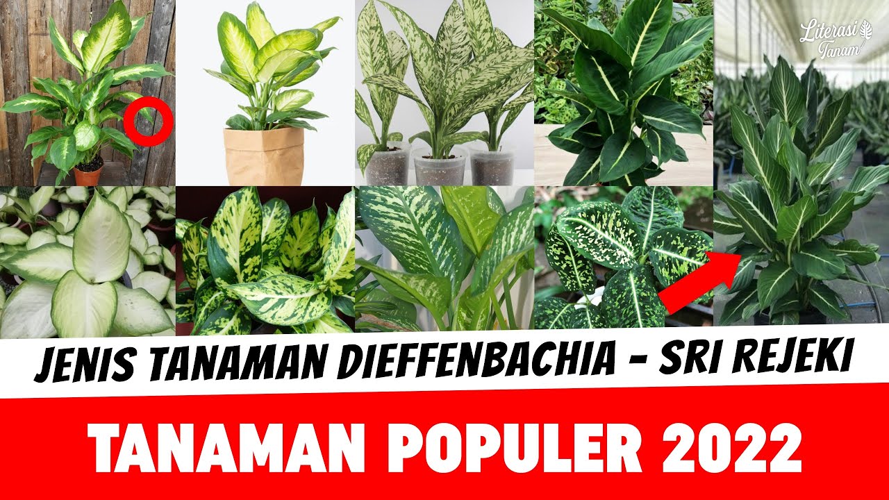 9 Jenis Tanaman Hias Dieffenbachia Sri Rejeki – Tanaman Populer 2022