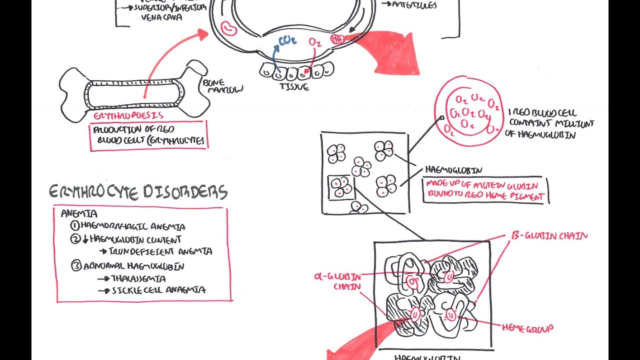 Haematology - Red Blood Cells