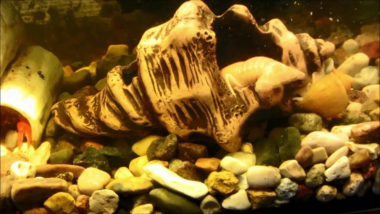 Аквариумные флоридские раки. Релакс 26 минут.