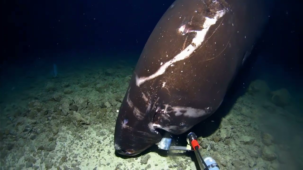 Pacific Sleeper Shark 🦈 at 1400m in the Tonga Trench
