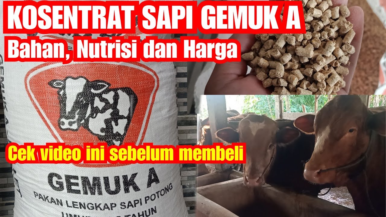 Kosentrat Gemuk A Untuk Penggemukan Sapi | Informasi Nutrisi, Bahan Pakan, Dan Harga
