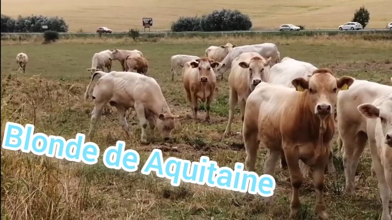 EsoFarm Premium 💥 Dobytok Blonde de aquitaine