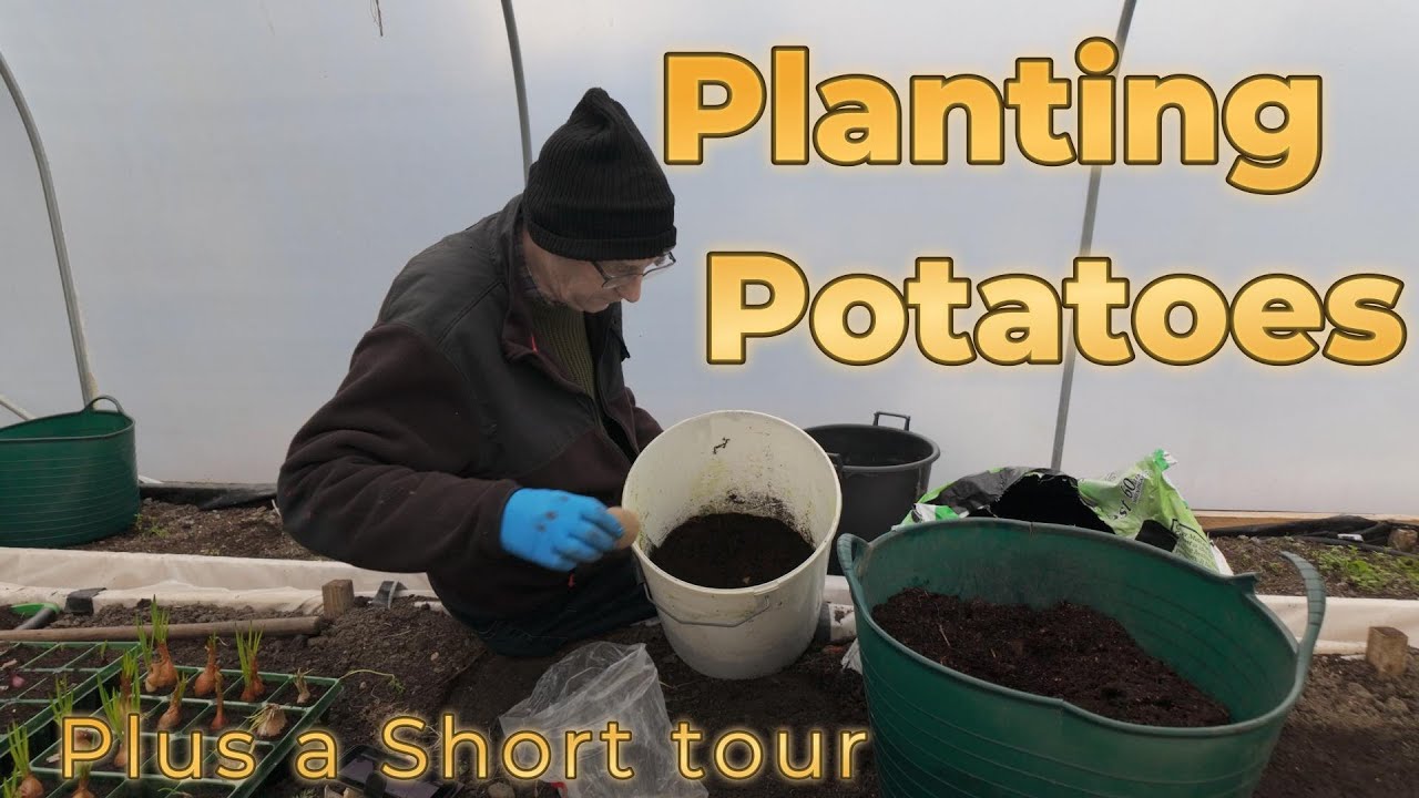 Planting Potatoes