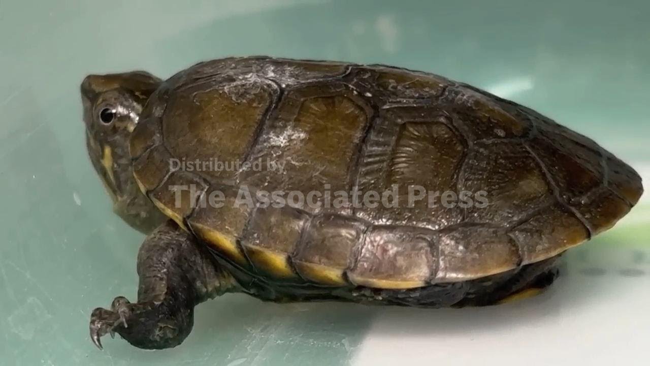 Guadalajara zoo celebrates the birth of world's smallest freshwater turtle