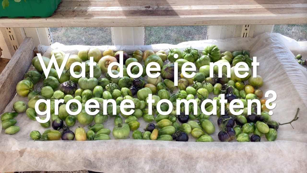Ini's Moestuin #163 - Half oktober: Wat doe je met groene tomaten? Plantuitjes voortrekken.