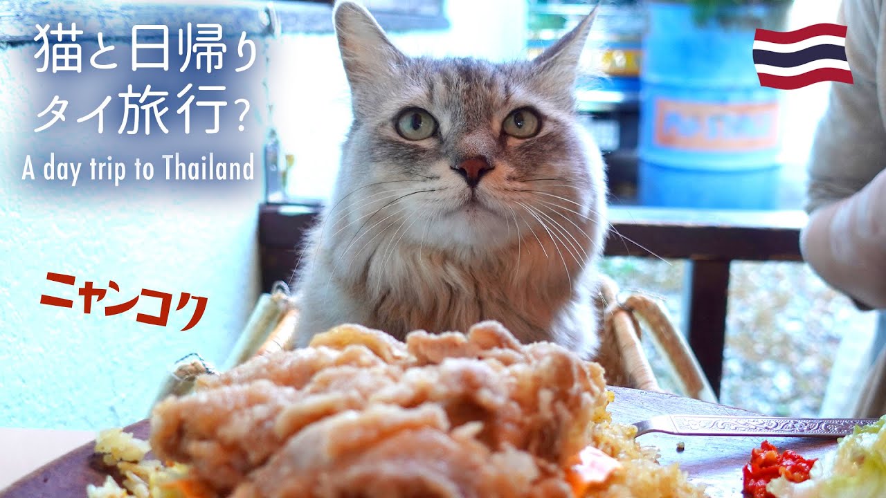 猫と日帰りドライブ旅行〜アメリカの次はタイへ! カートでお散歩〜ふわふわ毛並みの保護猫ハル / Having lunch with Cat at a Thai restaurant
