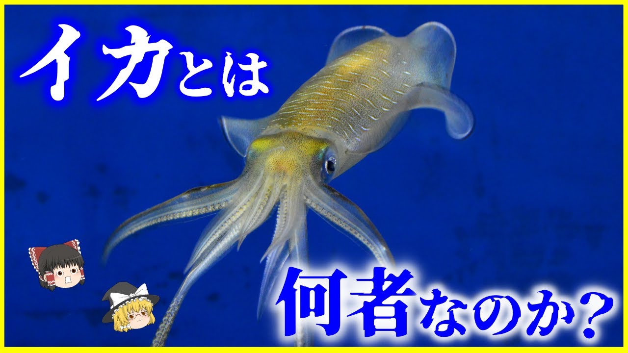 【ゆっくり解説】異常進化生物…「イカ」とは何者なのか？を解説/無脊椎動物なのに賢すぎる…!?なぜ科学者はイカを研究するのか？