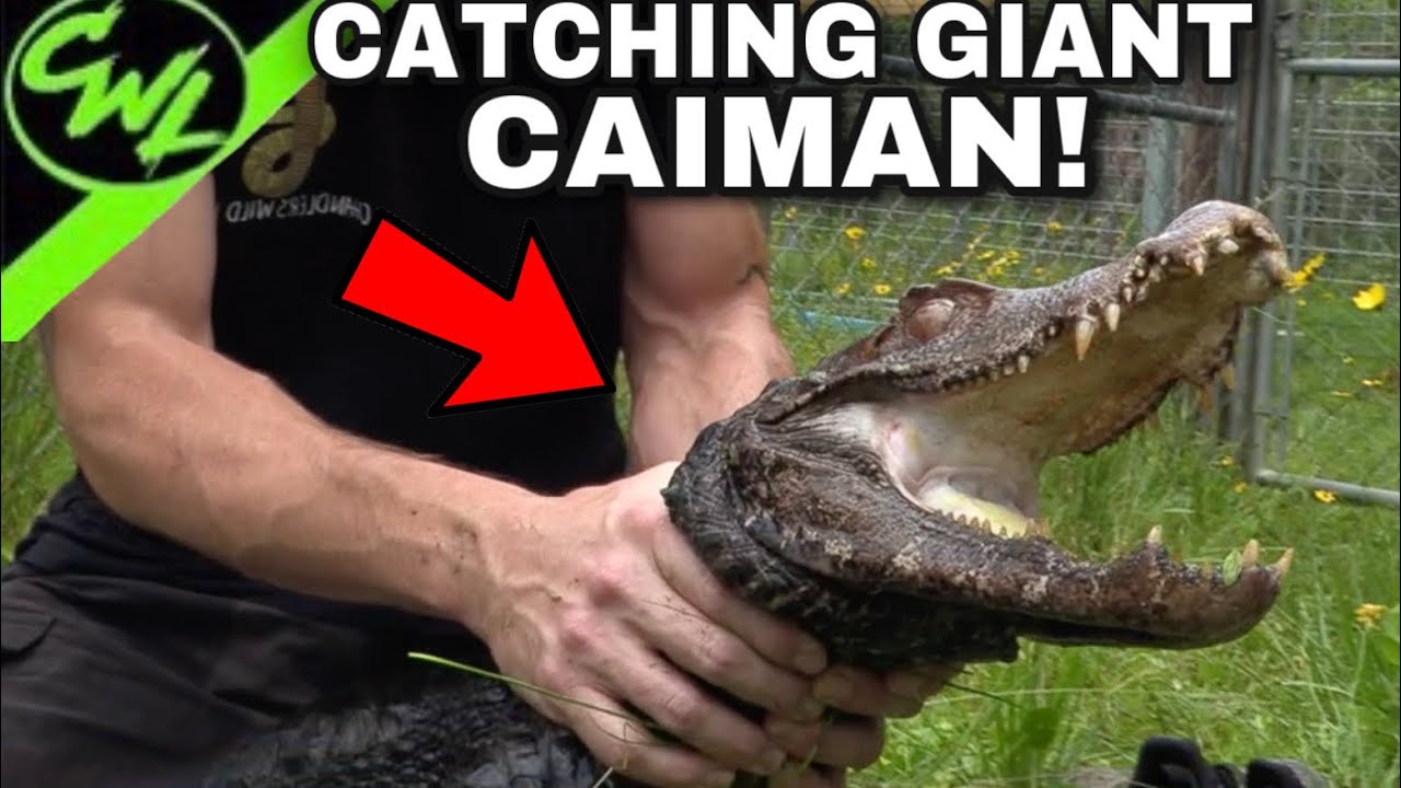 CATCHING MONSTER DWARF CAIMAN!!!