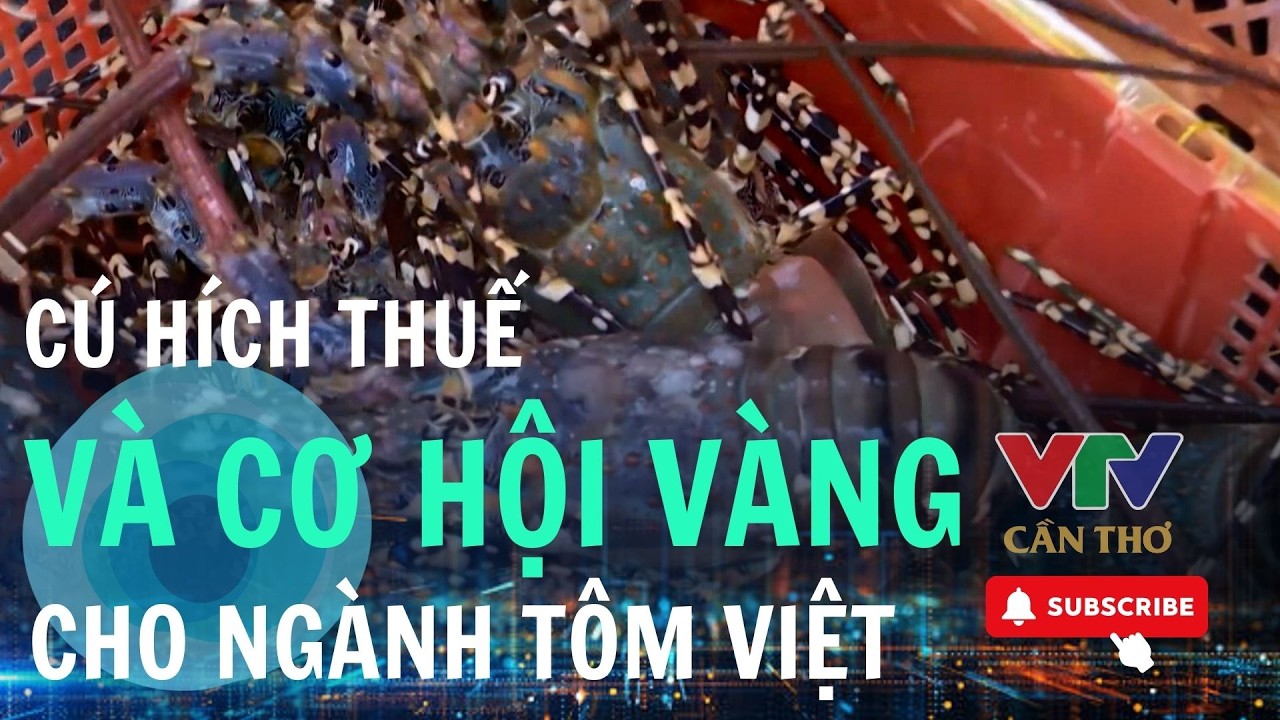 Tôm Việt kỳ vọng bứt phá nhờ mức thuế mới | VTV CẦN THƠ