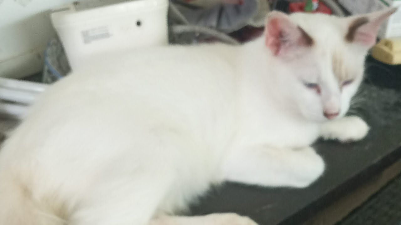 Cats & kittens are 829 & 738 & 664 & 581 & 480 & 463 & 415 & 339 & 224 & 186 & 86 & 246 &180 &78&44d