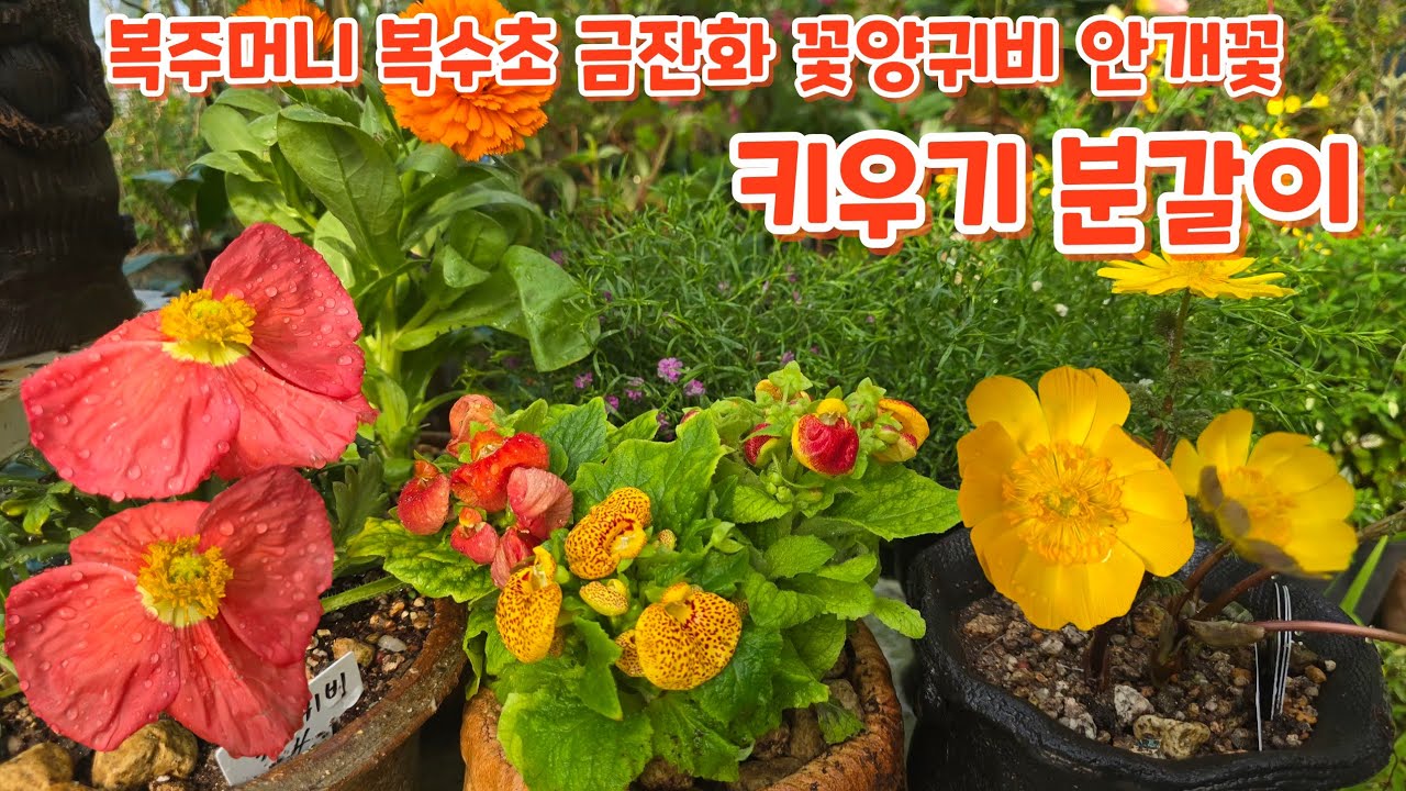 #복주머니 #복수초 #금잔화 #꽃양귀비 #안개꽃 #키우기 #처음처럼야생화