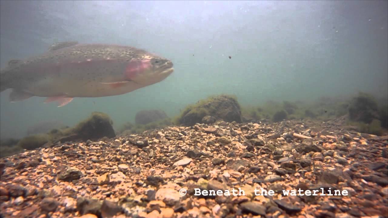 Rainbow Trout (Oncorhynchus mykiss) Underwater UK