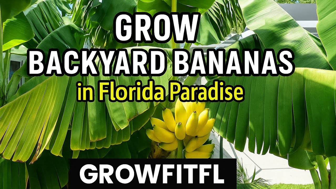 How to Grow Bananas in Florida: Backyard Tropical Garden Tips