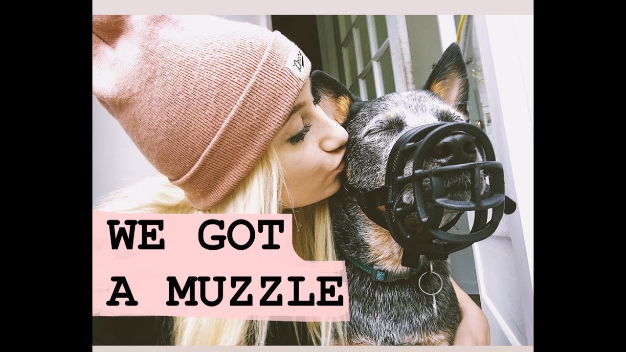 Why I Got My Dog a MUZZLE ! - Louie the Blue Heeler
