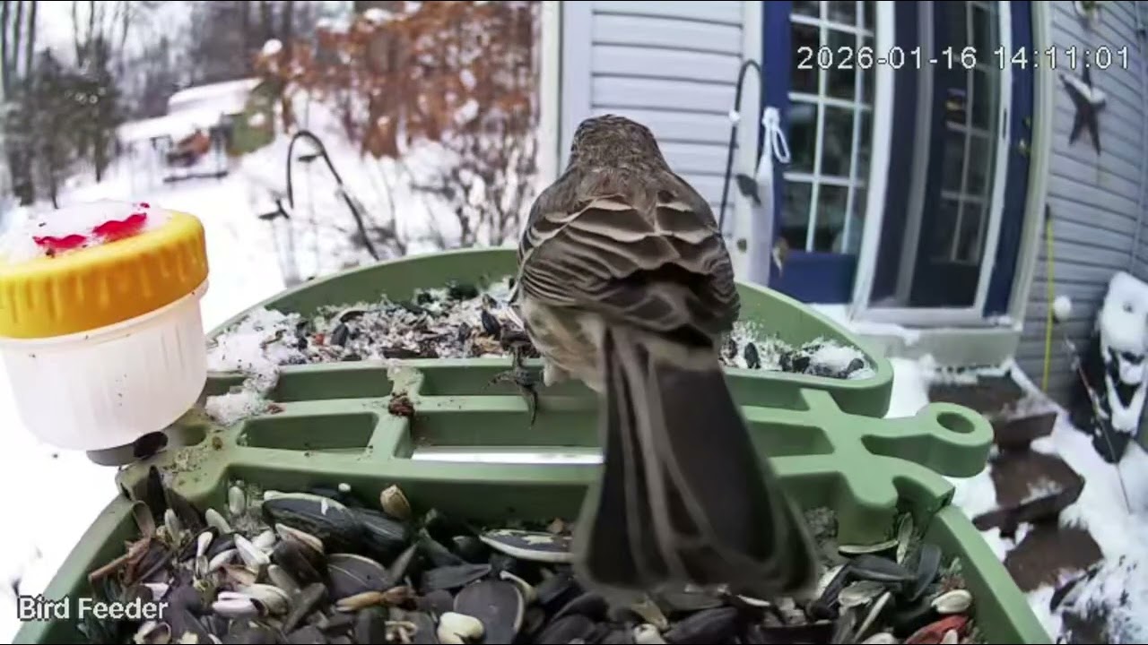 Day Filled With Bird Visits! Bird Feeder Cam Jan 16, 2026