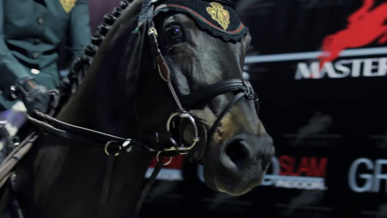 Gucci horse vids