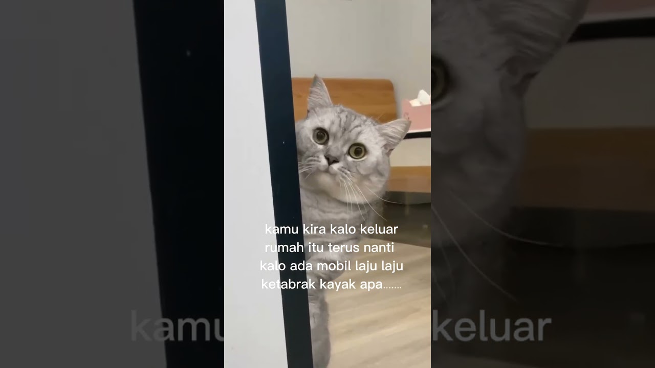 Kucing Merajuk 