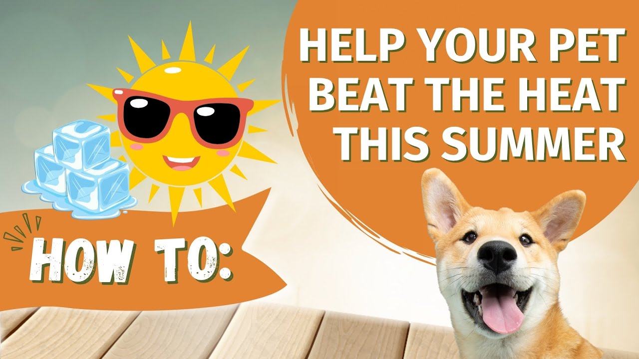How To: Help Your Pet Beat the Heat This Summer