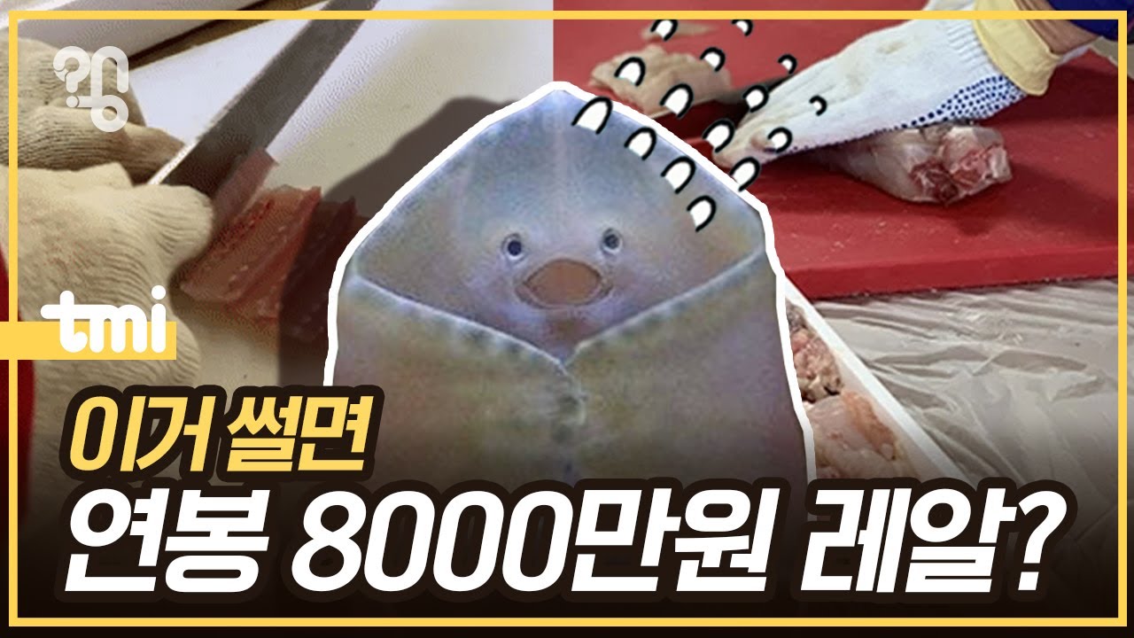 홍어 썰고 연봉 8000만원, 정말일까?