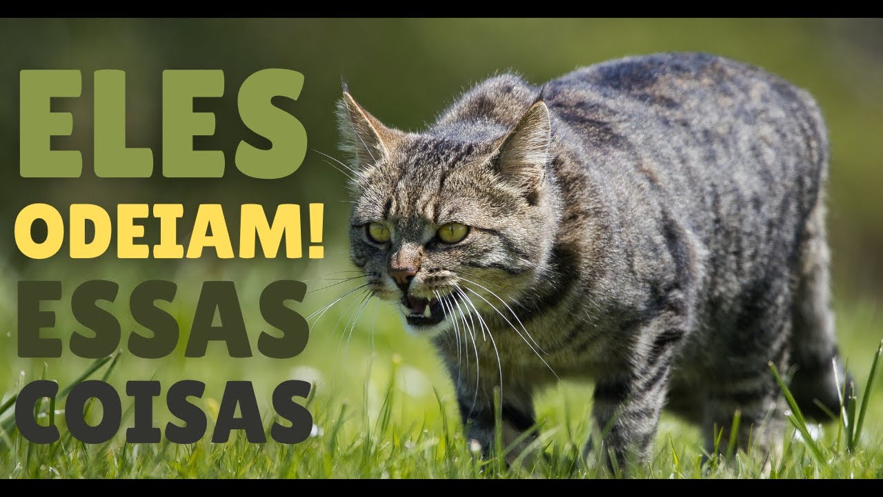 9 Coisas Que Os Gatos Mais Odeiam! 😾