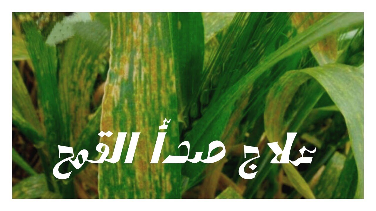 علاج الصدأ الأصفر في القمح | الوقاية من صدأ القمح | زتونة زراعية | محمد هنداوي