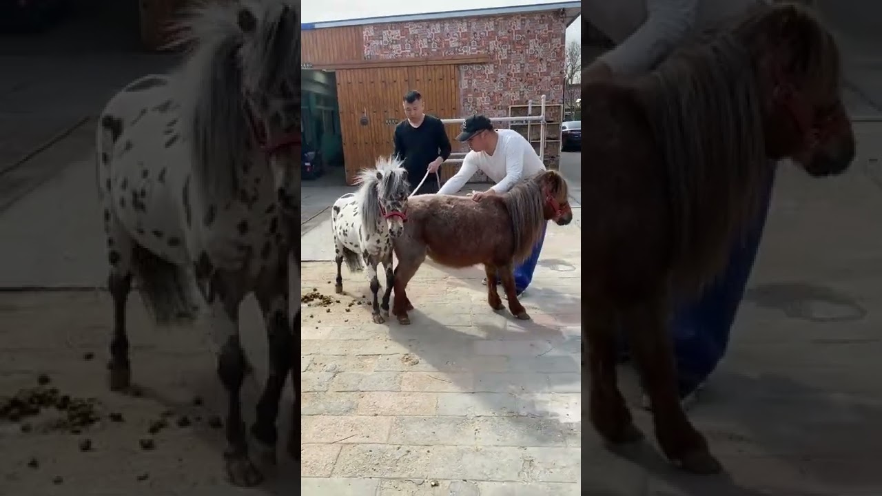 Beautiful small Horse Breeding season short video like share subscribe 👍