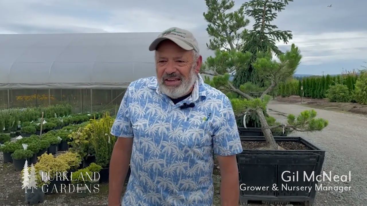 Exploring a Wholesale Nursery: Top Conifers & Unique Plants! (Part 1 of 2)