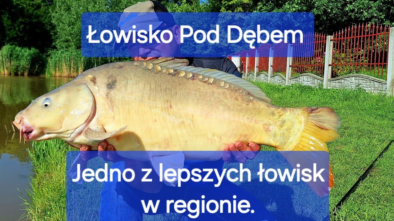 Pod Dębem są piekne ryby.