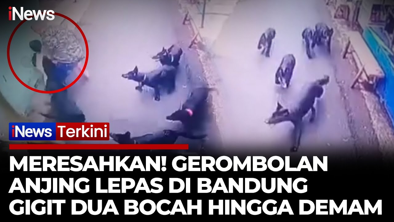 Mengerikan! Detik-Detik 5 Anjing Lepas Serang Dua Bocah di Bandung | iNews Terkini