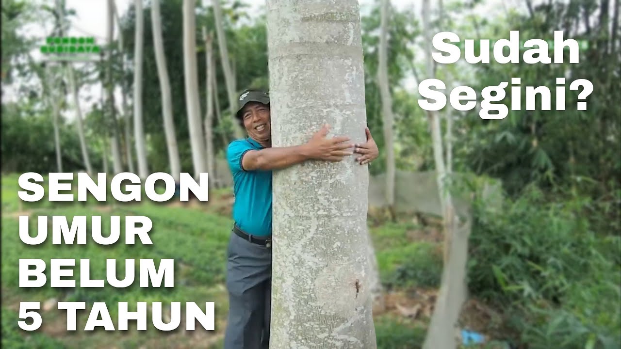 Sengon Jaguar, Hasil nya Besar! - Fast Growing Wood