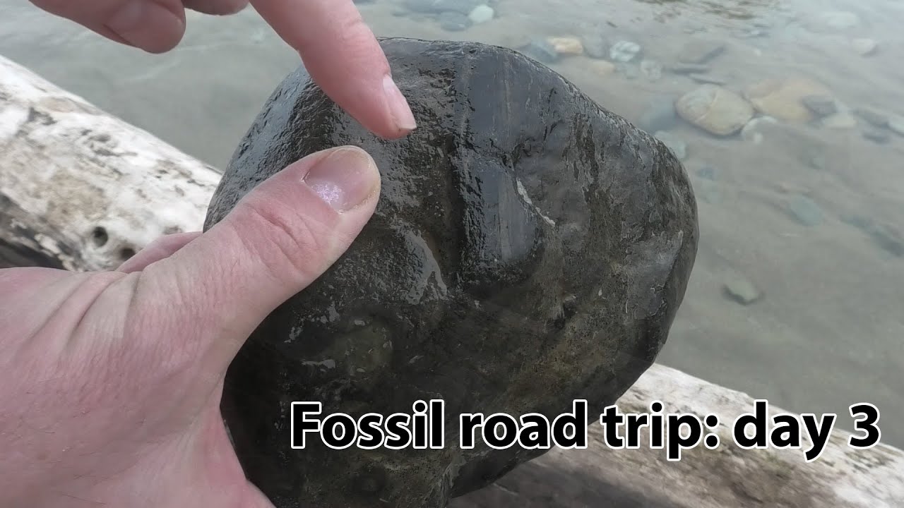 Bone cluster! New Zealand fossil road trip day 3 - Invercargill to Oamaru incl Dunedin museum