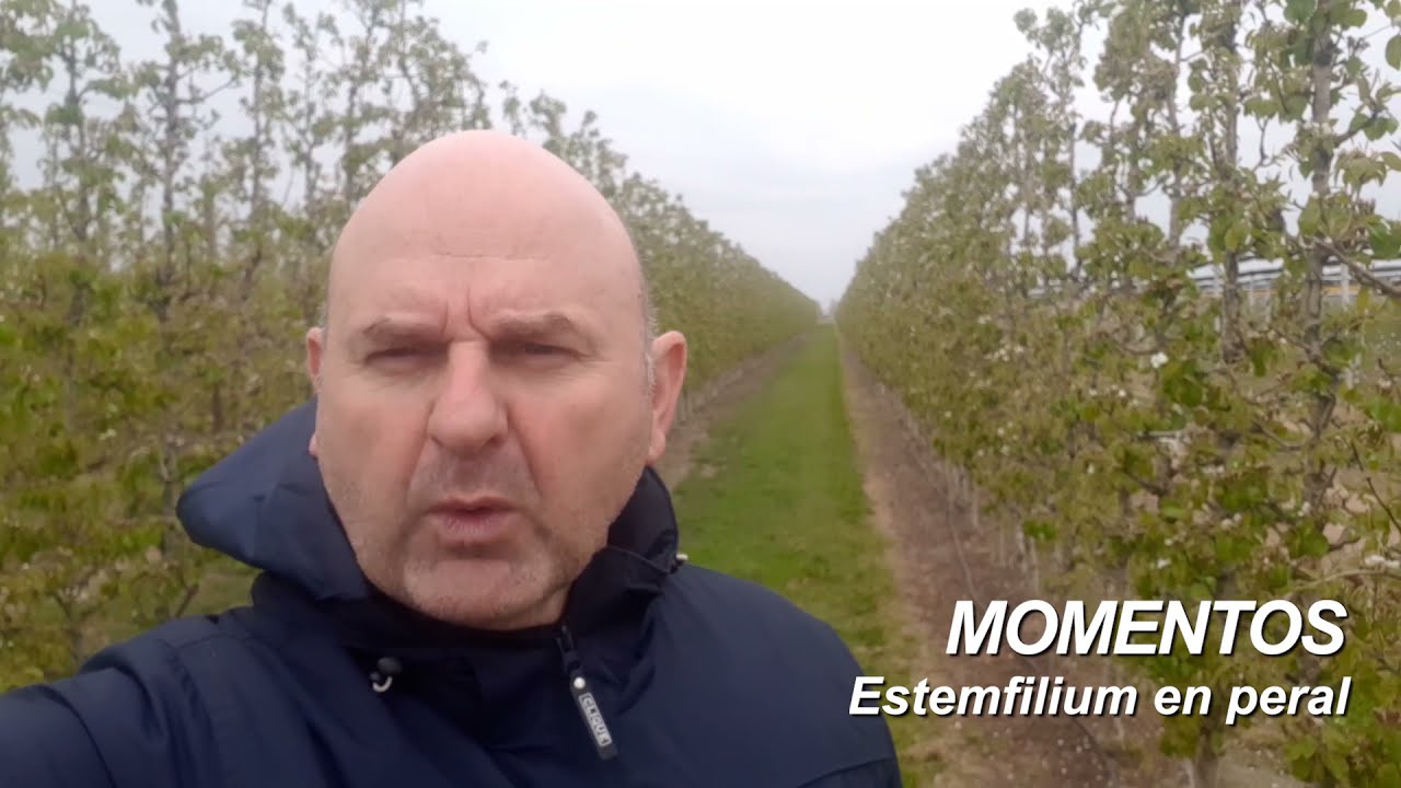 Momentos BASF: Estemfilium en peral