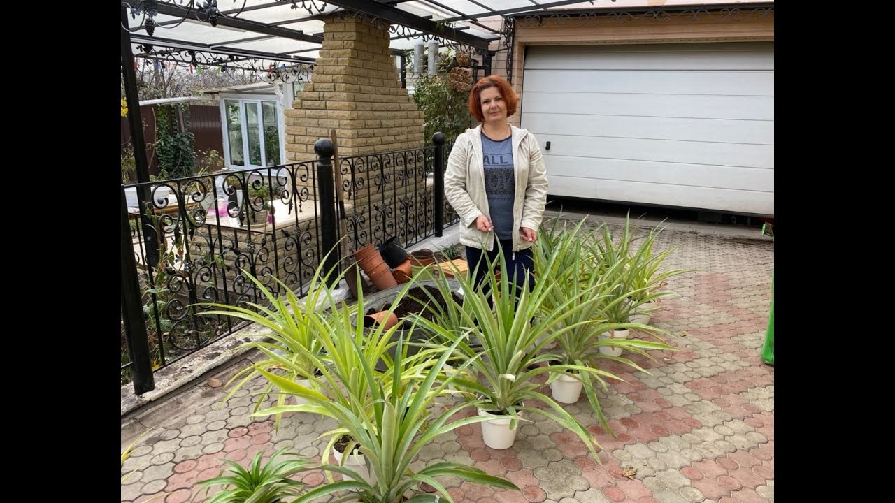 Пересадка ананасов. Обновление грунта🏡🍍🍍