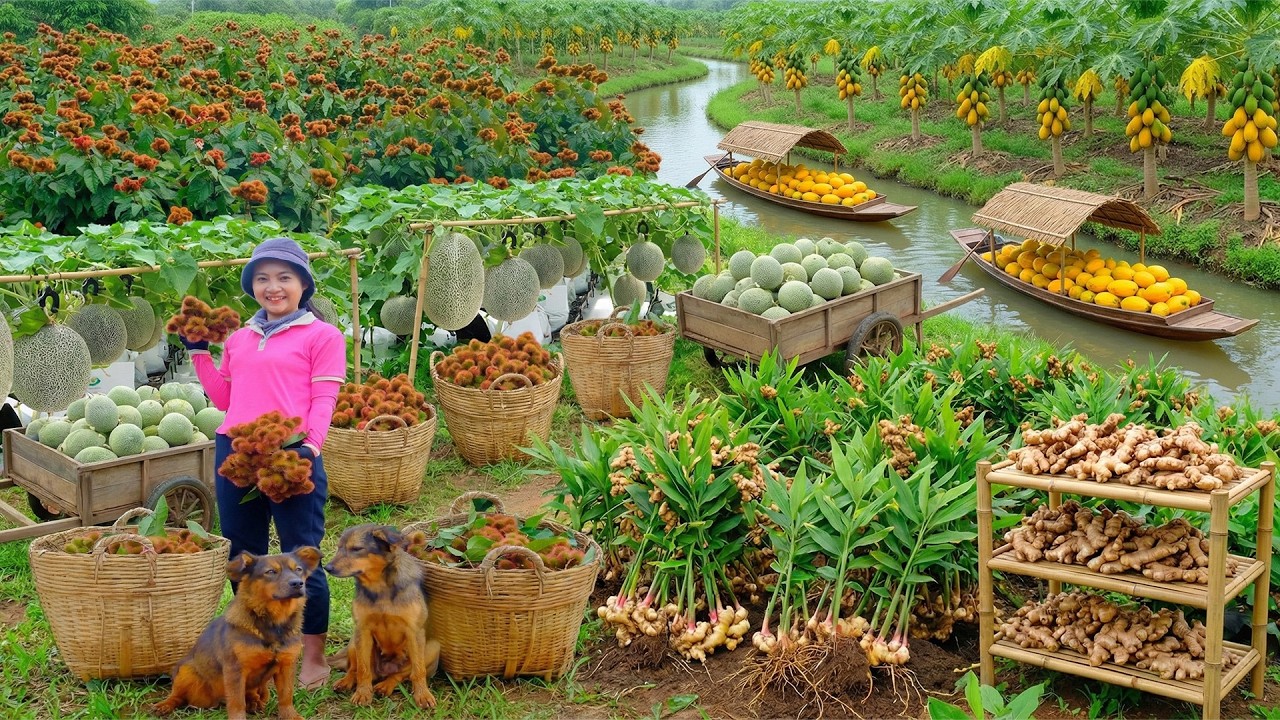 Relax With Harvest: Curry Leaves, Ginger, Melon, Papaya, Duck Eggs, Chicken, Mushroom, White Radish