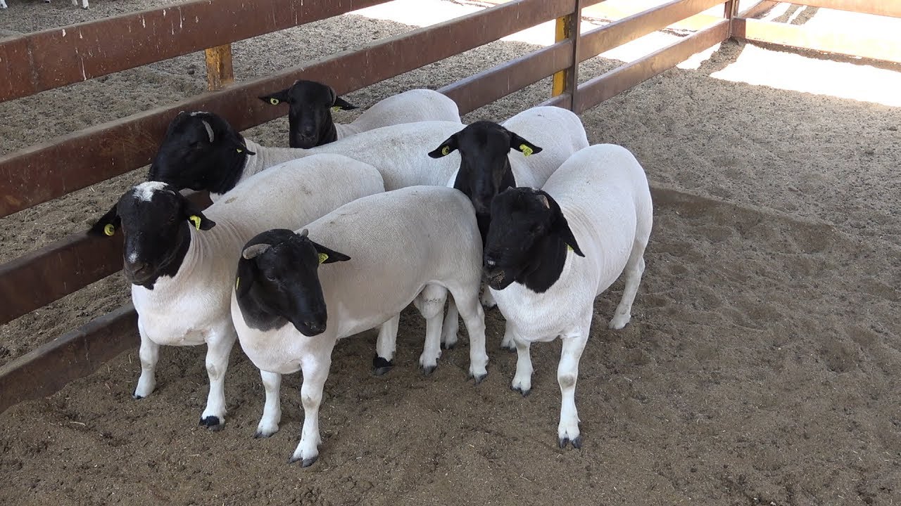 Desarrollo Genético Ovino Rancho los Monjes