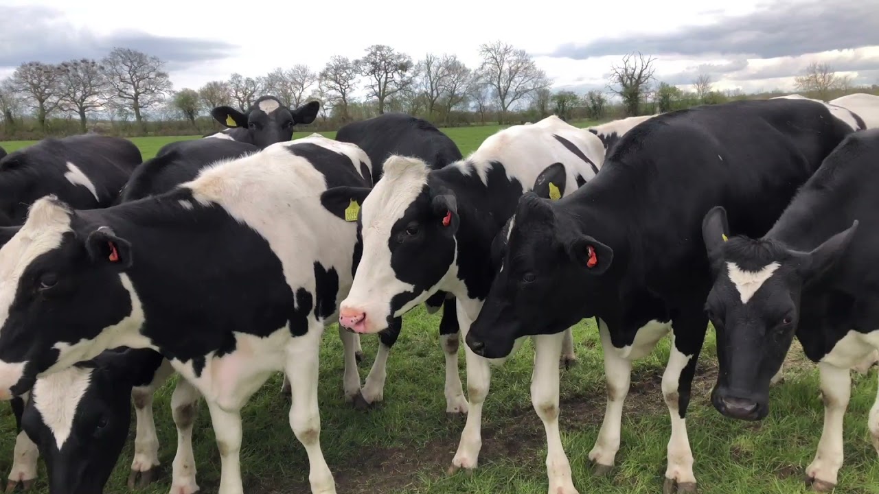 Using antibiotics unnecessarily - leading to health issues and rumen upset